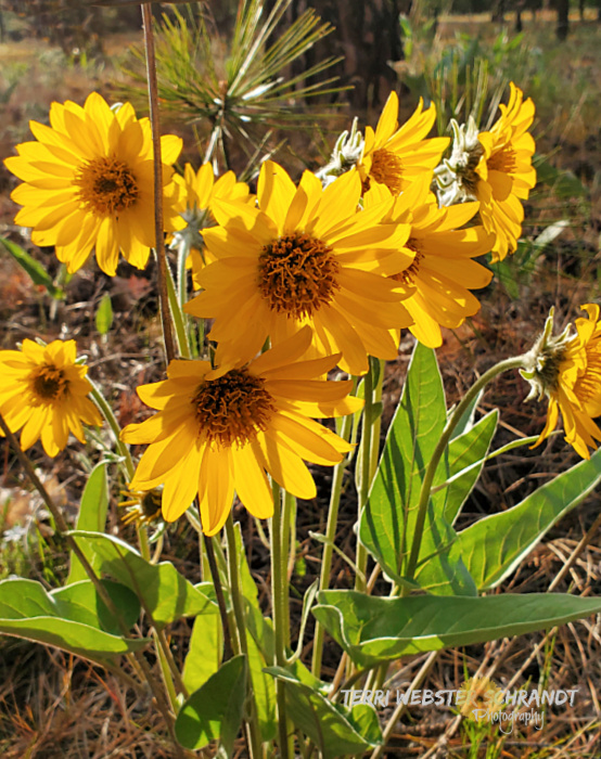 Arrowleaf Balsamroot Sunflower