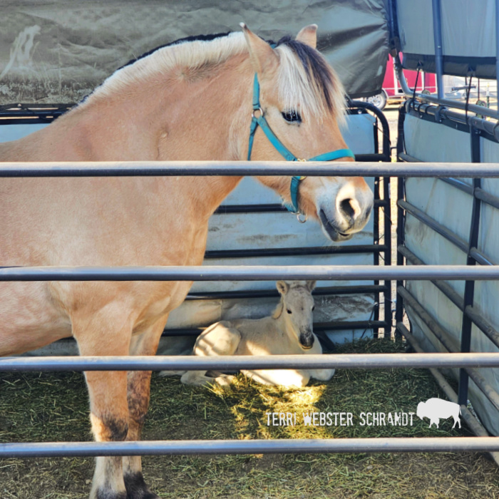 Fjord Horse