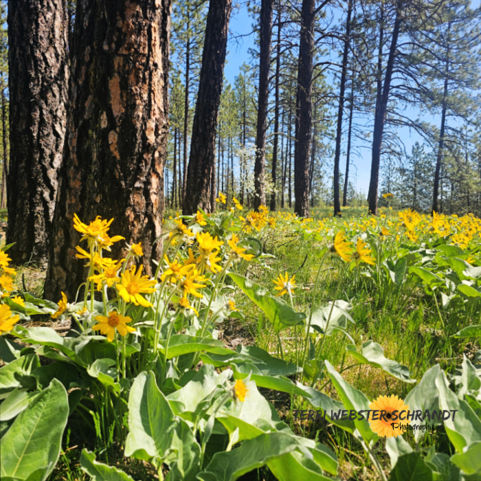arrowleaf balsamroot sunflower