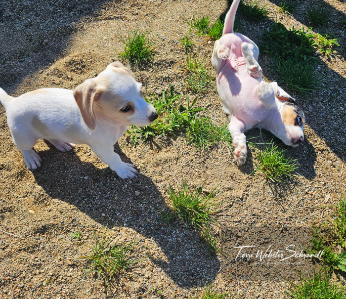 two white puppies