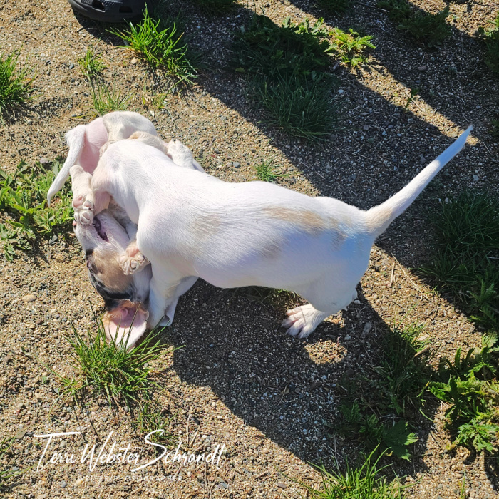 white puppies
