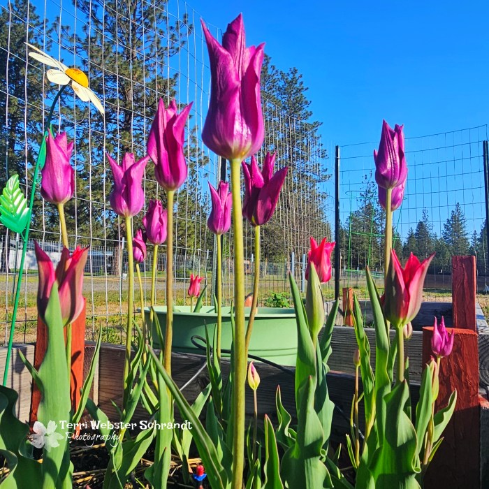 tulips in the garden