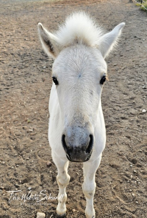 White Fjord Foal