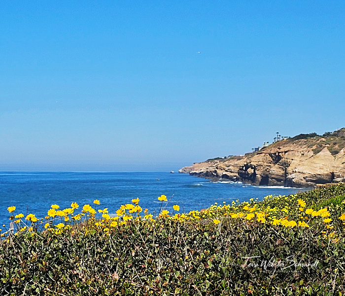 yellow daisies San Diego Coast