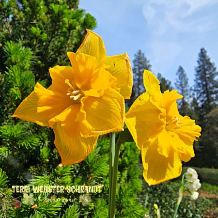 Double Yellow Daffodil