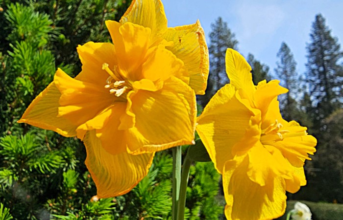 Double Yellow Daffodil