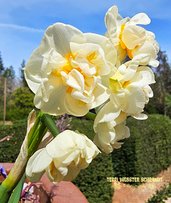 Double White Lion Daffodil