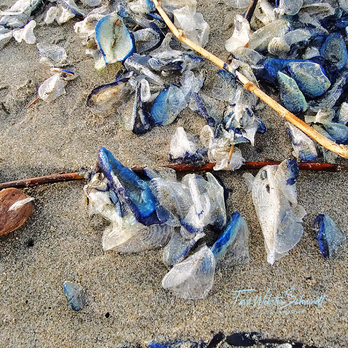 V Velella marine organisms