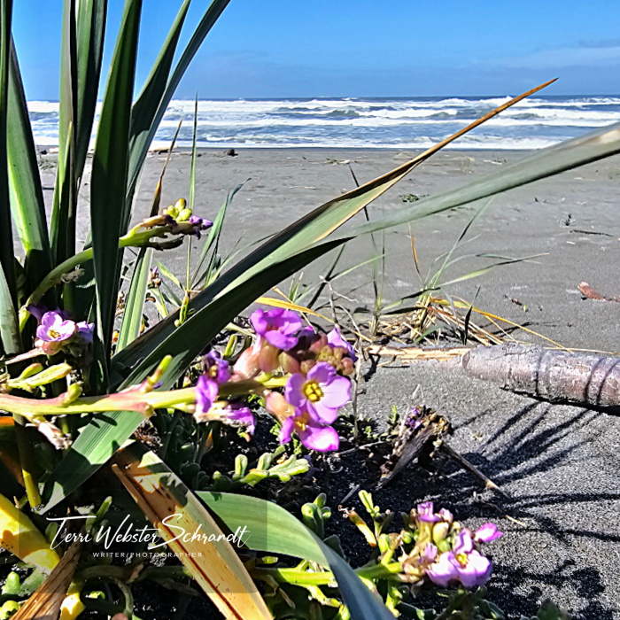 beach flowers