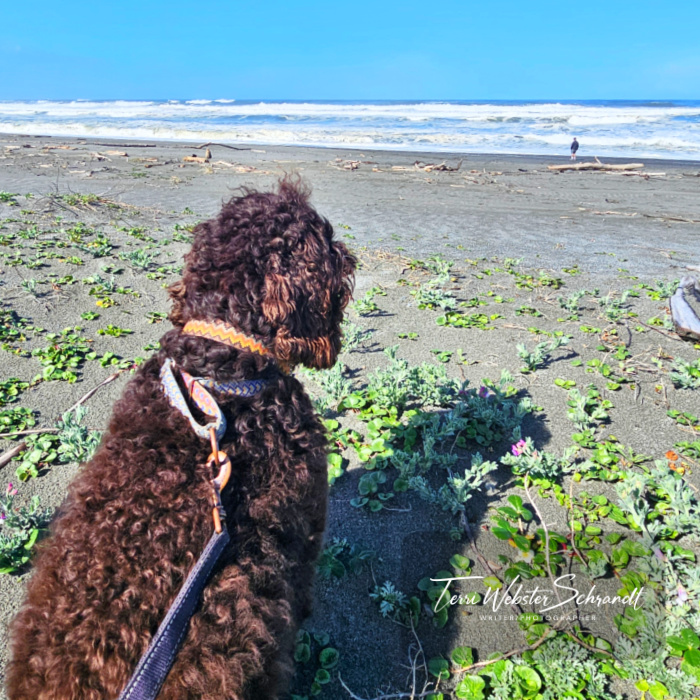brown dog on beach