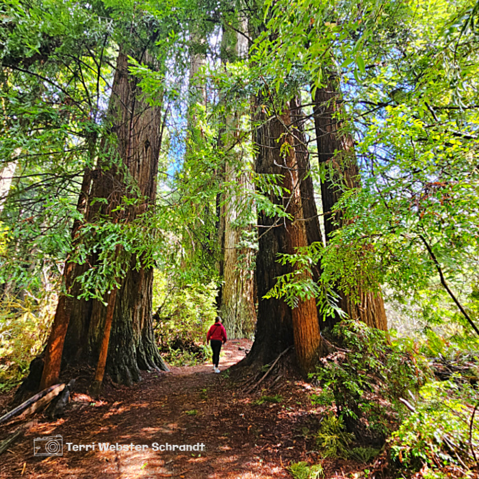 giant redwood trees