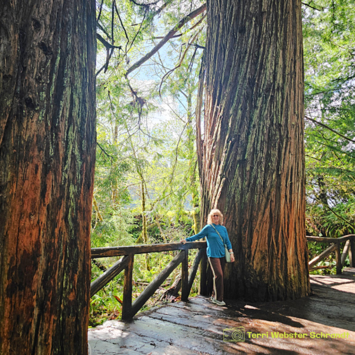 woman in redwood trees