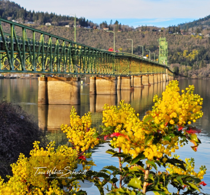 yellow flowers Hood River Bridge