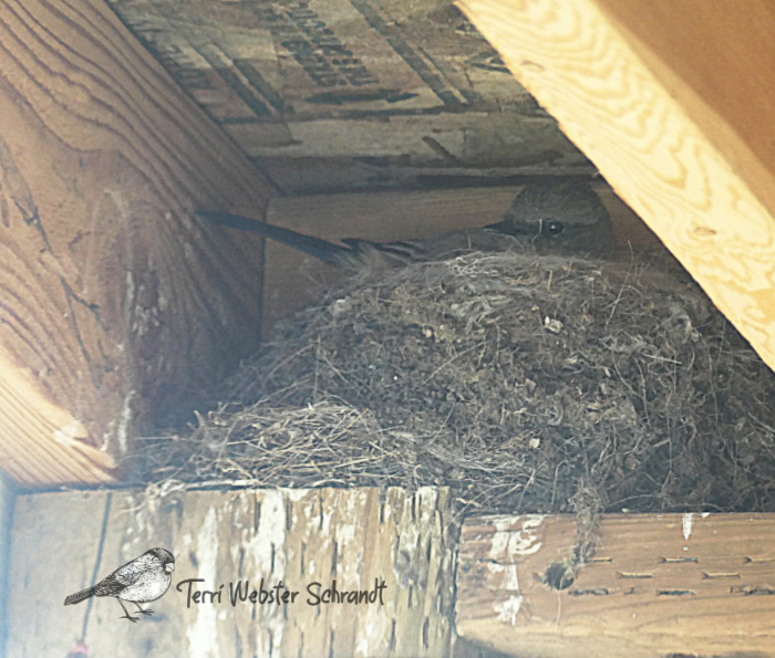 Phoebe bird in the nest