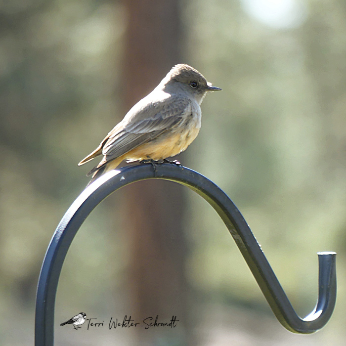 Brown bird flycatcher