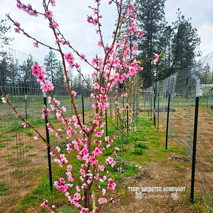 pink tree blooms