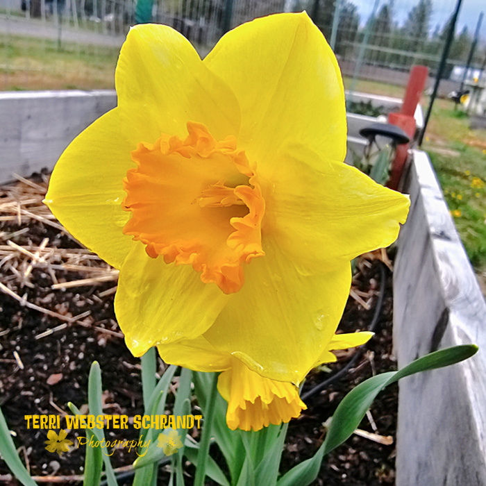 orange centered yellow daffodil