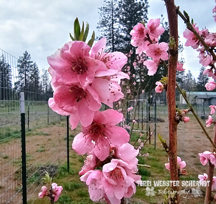 pink pear tree blossoms