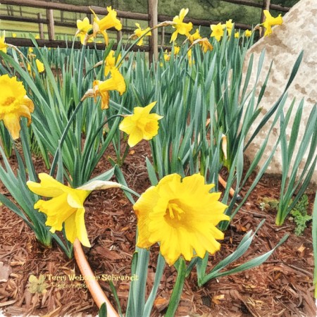 daffodils