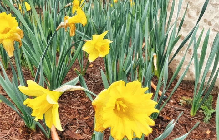 daffodils