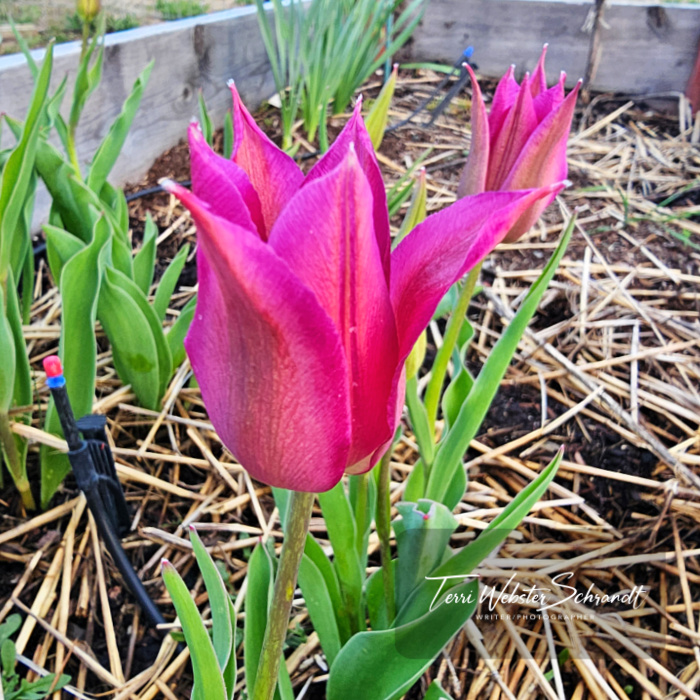 Pink Tulips