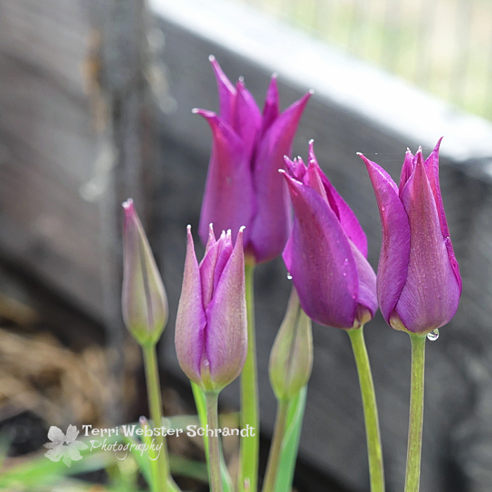 5 purple tulips