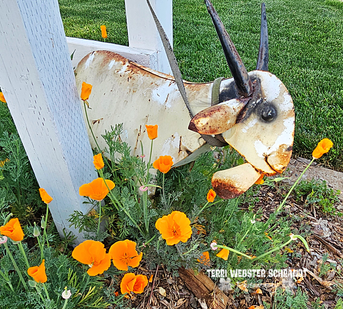 Goat decor and poppies