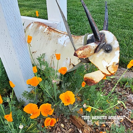 Goat decor and poppies