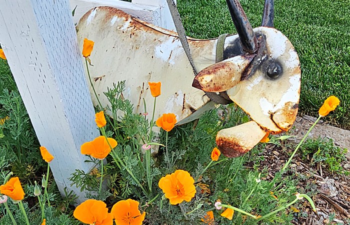 Goat decor and poppies