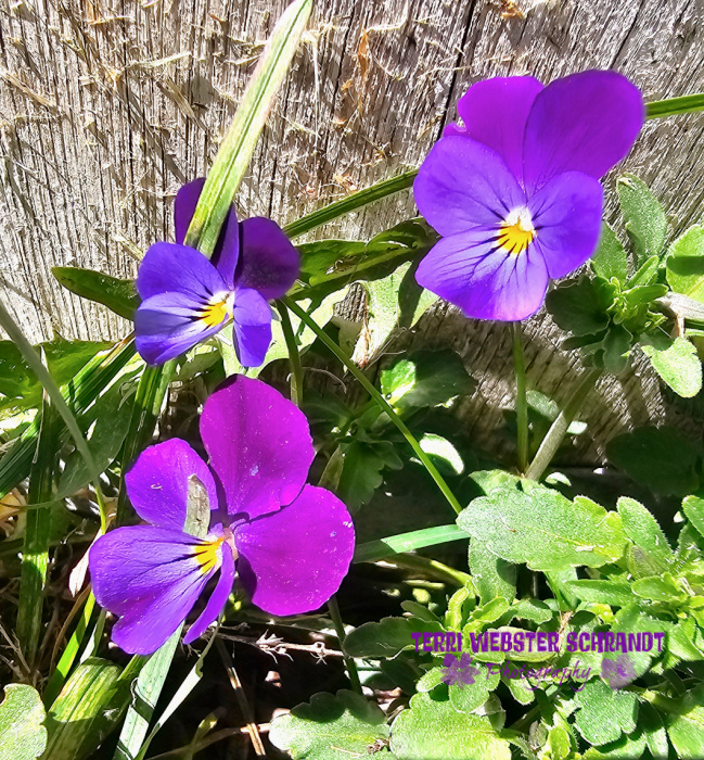 purple pansies