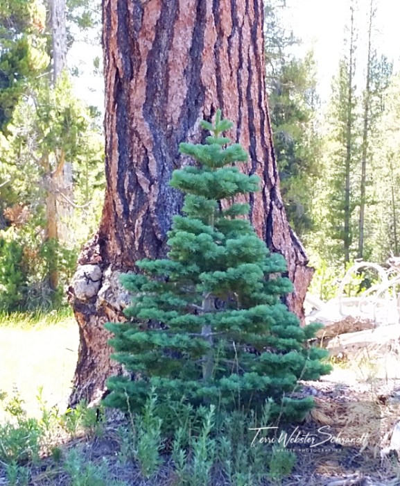 pine tree