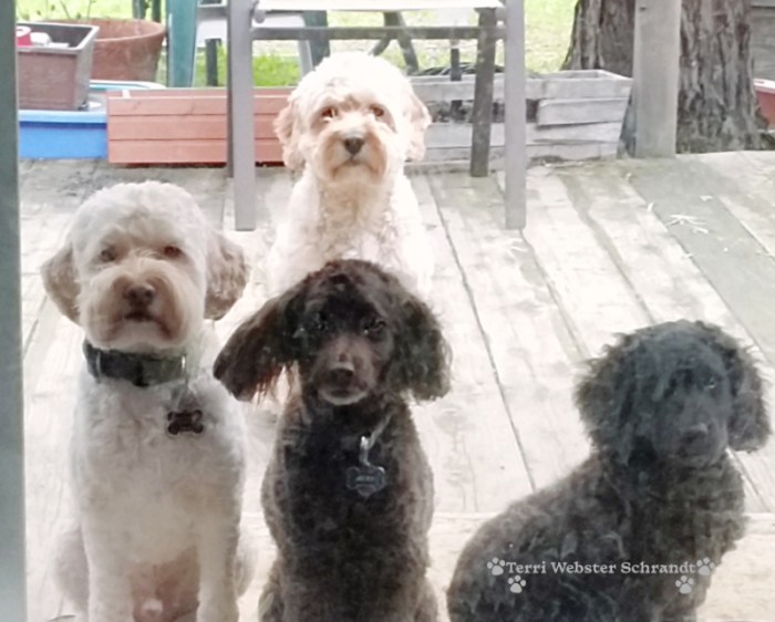 2 white dogs 2 brown dogs
