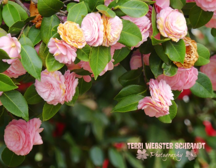 camellia bush