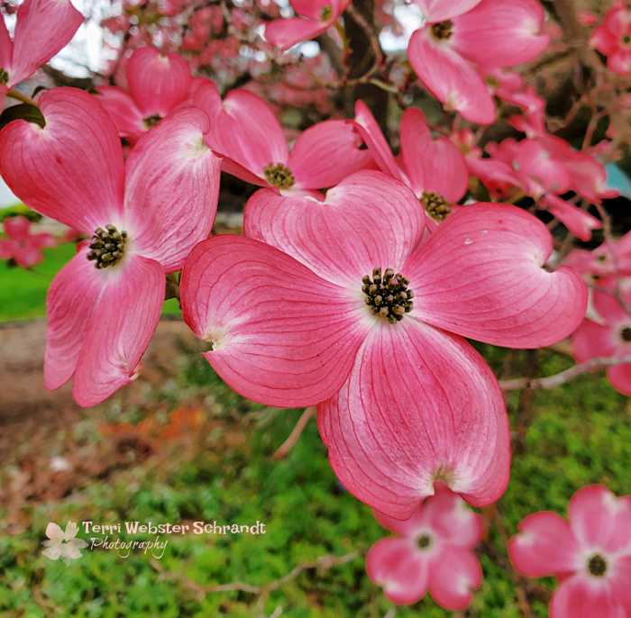dogwood blossoms