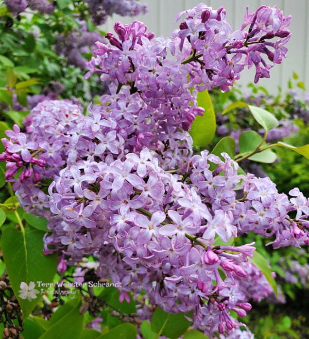 lilacs