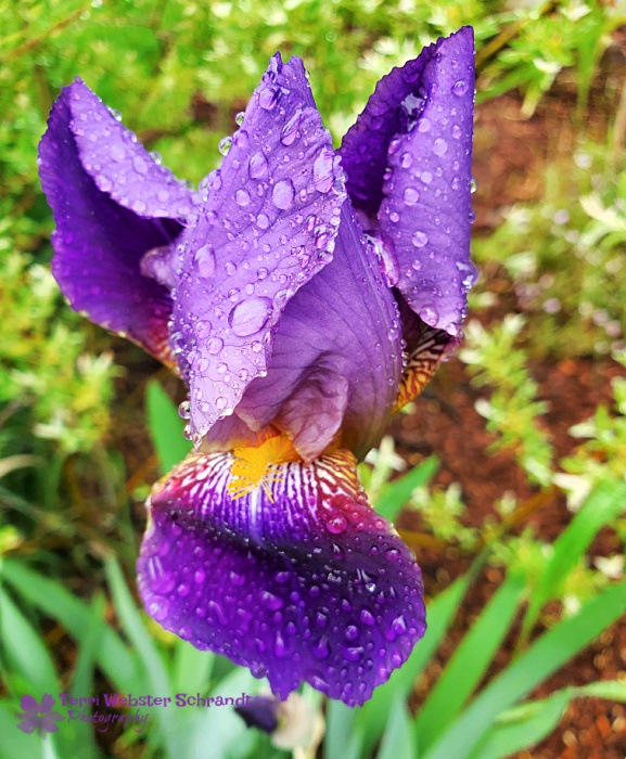 bearded purple iris