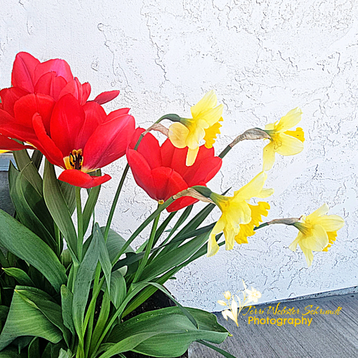 red tulips yellow daffodils