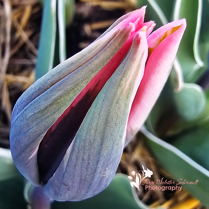 tulip bud
