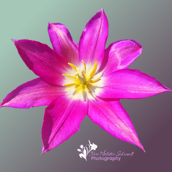 wide open tulip