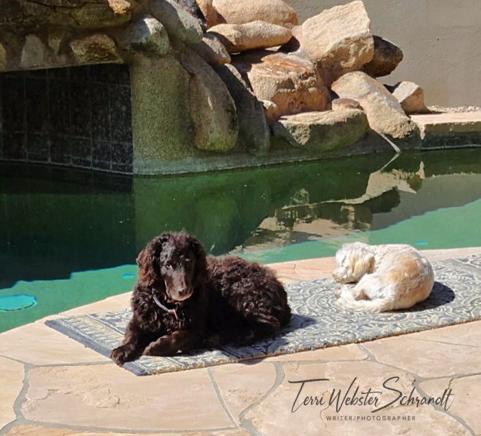2 dogs laying by swimming pool