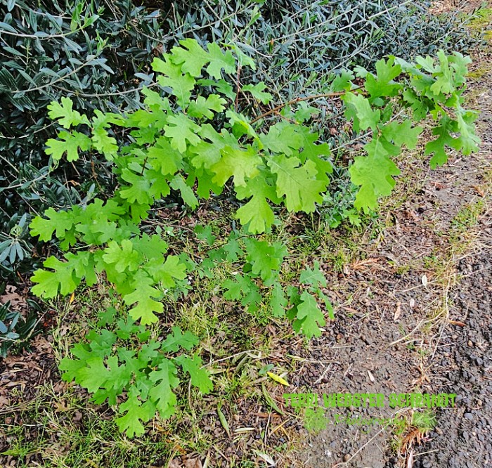 baby oak tree