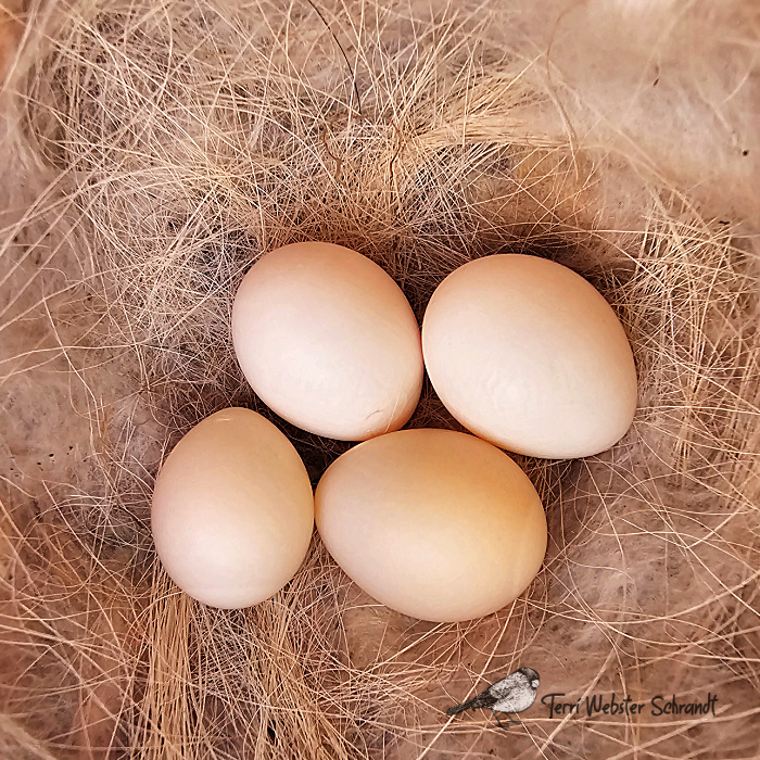 Phoebe eggs