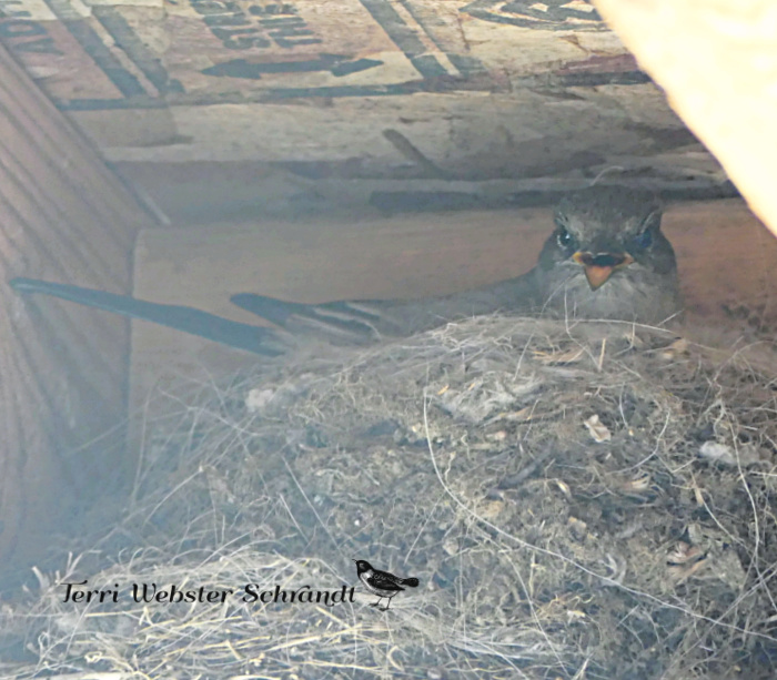 phoebe in the nest
