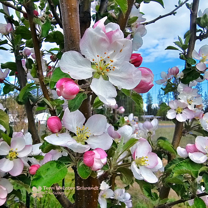 pink and pastel fuji apple tree blossoms