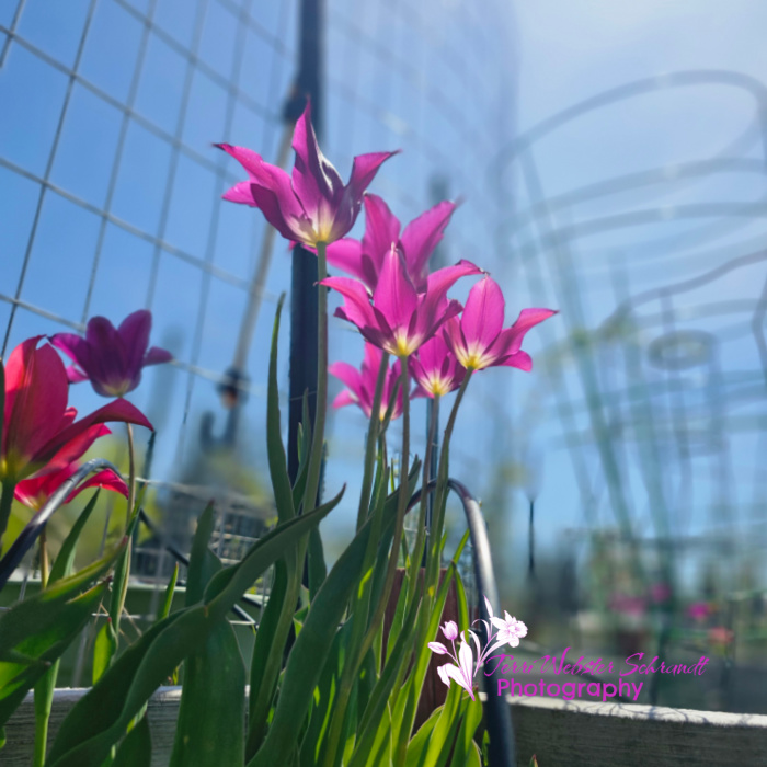 garden tulips