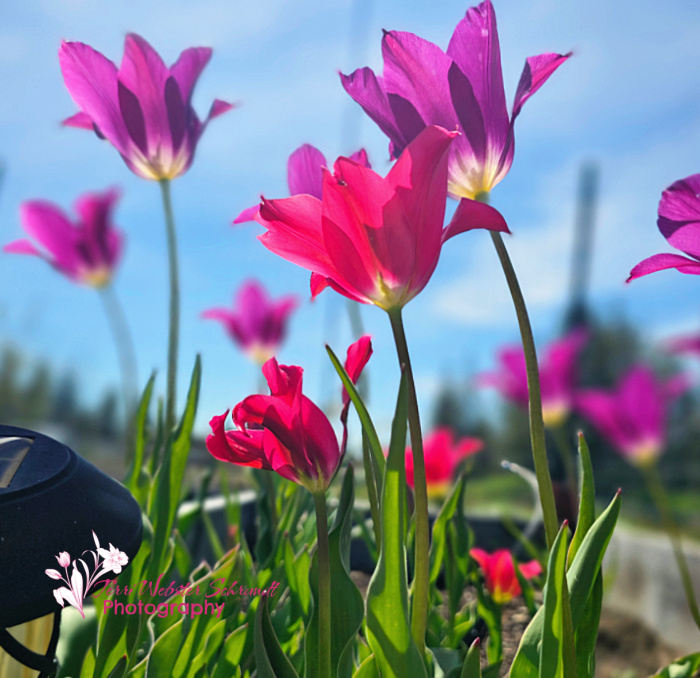 purple tulips