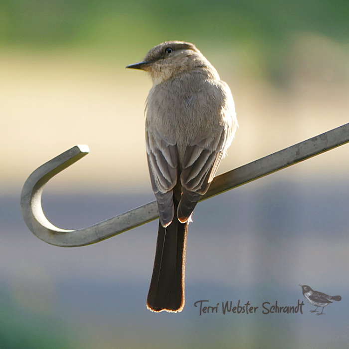 Say's Phoebe