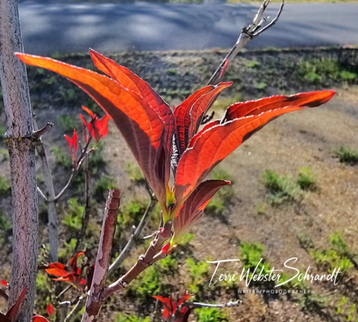 red leaves