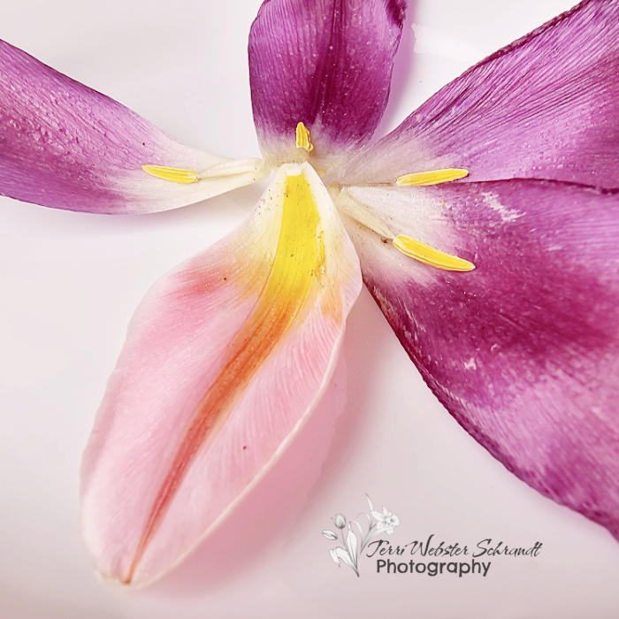 pastel petals