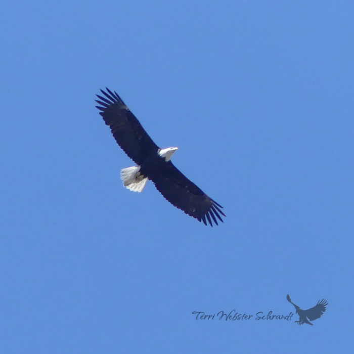 bald eagle blue sky